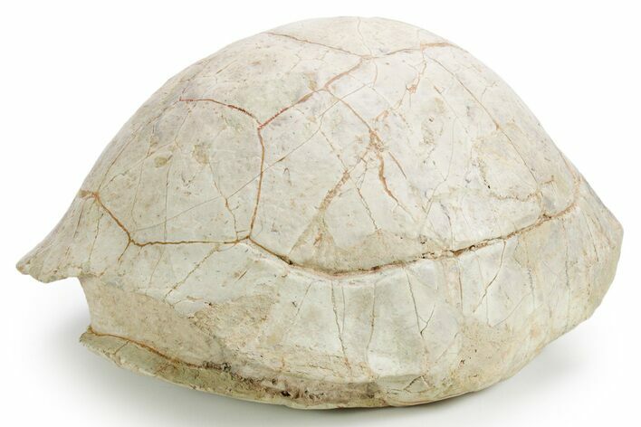 Inflated Fossil Tortoise (Stylemys) - South Dakota #355526